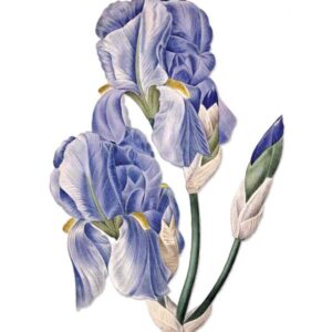 Blue Iris vintage botanical floral art greeting card