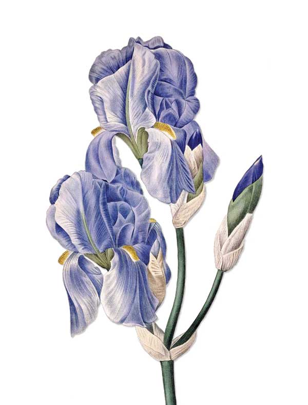 Blue Iris vintage botanical floral art greeting card