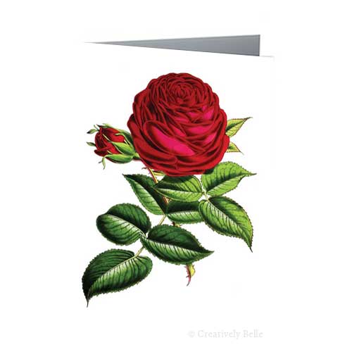 Sir Garnet Wolseley Red Rose Vintage Greeting Card