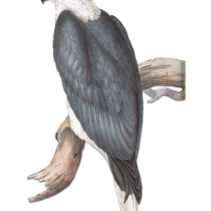 Sea Eagle by Elizabeth Gould vintage bird art greeting card