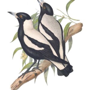 Singing Magpies by Elizabeth Gould vintage bird art greeting card