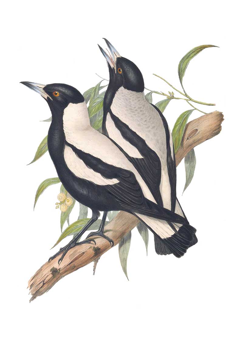 Singing Magpies by Elizabeth Gould vintage bird art greeting card