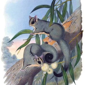 Sugar gliders by John Gould Vintage Australian Wildlife greeting cards printed on recycled paper