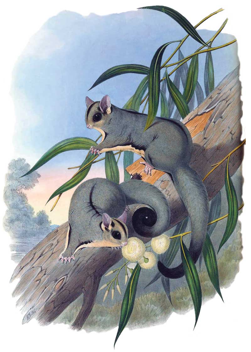 Sugar gliders by John Gould Vintage Australian Wildlife greeting cards printed on recycled paper
