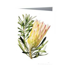 Sugar Protea Australian Wildflowers Vintage Botanical Greeting Card