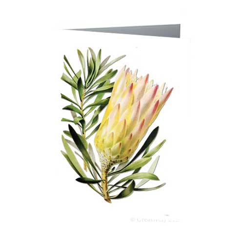 Sugar Protea Australian Wildflowers Vintage Botanical Greeting Card