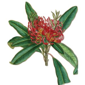 Tasmanian Waratah vintage Australian botanical floral art greeting card