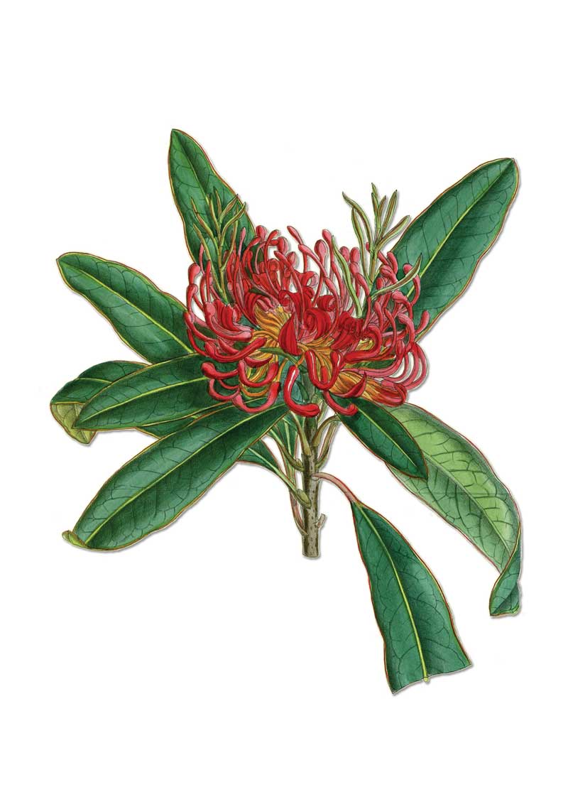 Tasmanian Waratah vintage Australian botanical floral art greeting card