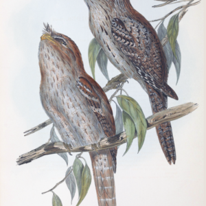 Tawnie Frogmouth vintage bird art by Elizabeth Gould greeting card