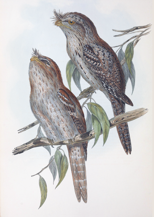 Tawnie Frogmouth vintage bird art by Elizabeth Gould greeting card