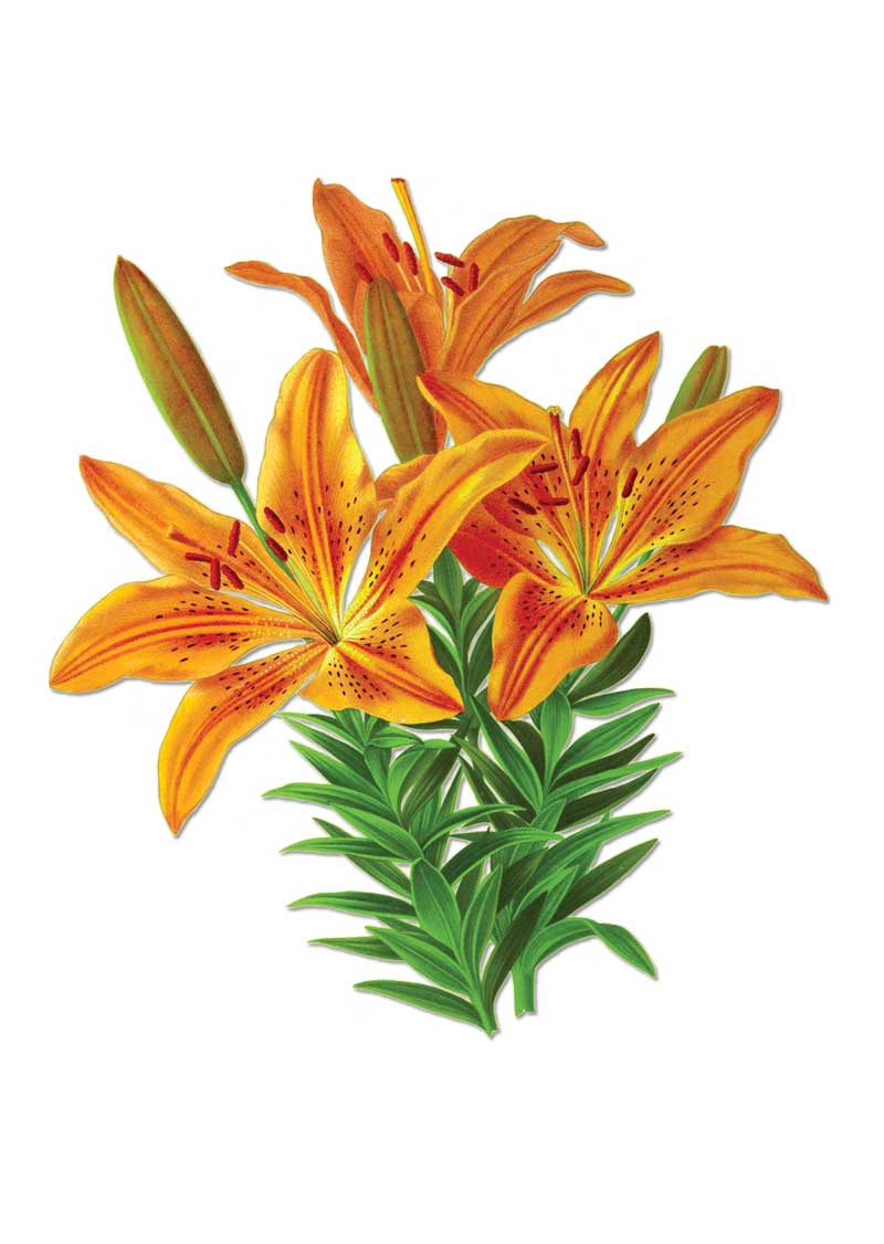 Tiger Lilies vintage botanical floral art greeting card