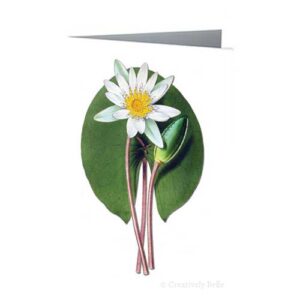Waterlily and Leaf Vintage Greeting Card