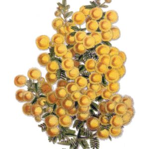 Wattle vintage Australian botanical floral art greeting card