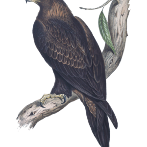 Wedge Tailed Eagle by Elizabeth Gould vintage bird art greeting card