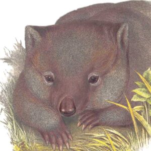 Tasmanian wombat by John Gould Vintage Australian Wildlife greeting cards printed on recycled paper