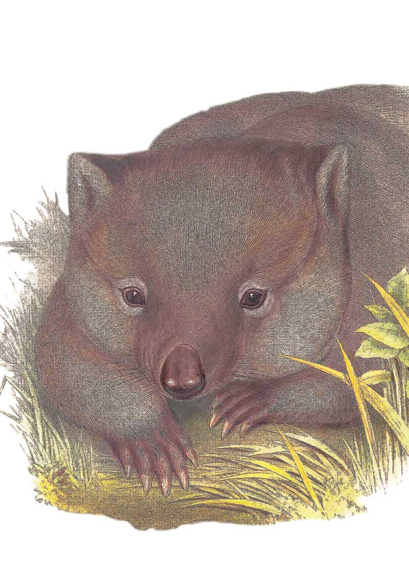 Tasmanian wombat by John Gould Vintage Australian Wildlife greeting cards printed on recycled paper
