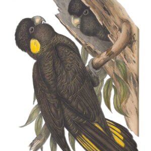 Yellow Eared Black Cockatoos by Elizabeth Gould vintage art greeting card