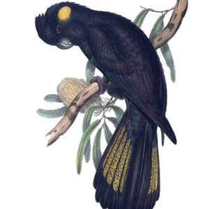 Yellow Tailed Black Cockatoo by Elizabeth Gould vintage art greeting card