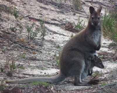 Wallaby and joey in Southern Tasmania